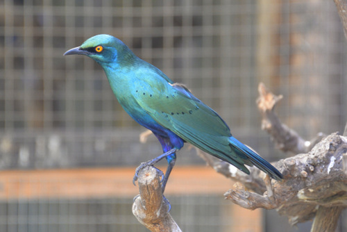 World of Birds Wildlife Sanctuary.